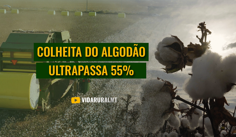 COLHEITA DO ALGODÃO SEGUNDA SAFRA ULTRAPASSA 55%